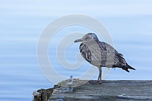 Young Seagull On Dock