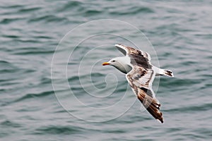 Young Seagull flies over the sea