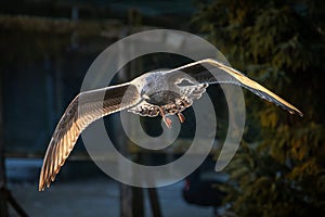 Young Seagull Flying Autumn