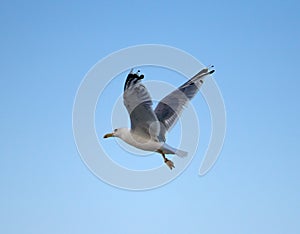Young seagull flying