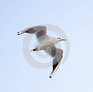 Young seagull flying