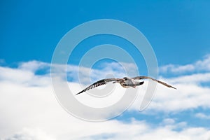 Young seagull flying