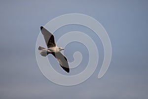 Young seagull flying at sunset over a blue sky