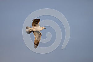 Young seagull flying at sunset over a blue sky