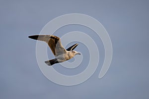 Young seagull flying at sunset over a blue sky