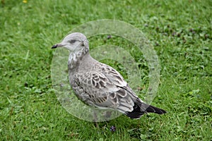 A Young Seagull On The Grass