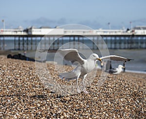 A young seagull landing on a beach in Brighton.