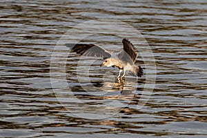 Young seagull landing on Casa de Campo lake in Madrid at sunset