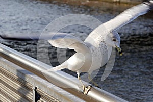 Young Seagull landing