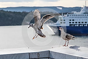 Young seagull landing next to a friend
