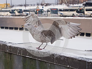 Young seagull Larus argentatus in winter close-up portrait with bread in beak