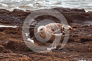 The young seagull looking for food on the volcanic shore of the Atlantic Ocean in the area of Essaouira in Morocco