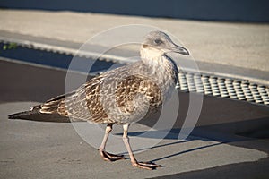 A young seagull prefers to walk, pardon with his paws