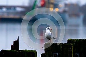 Young seagull resting on a dock by the waters edge