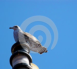 Young seagull is resting at sea on top of the navigational light