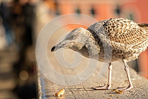 A young seagull on Rialto bridge in Venice