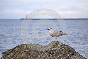 Young seagull on a rock