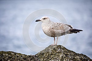 Young seagull on a rock