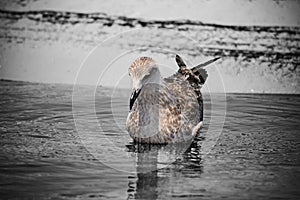 Young seagull in selective desaturation