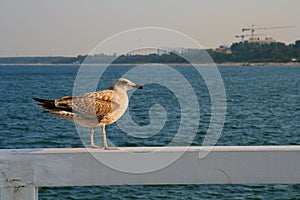 Young seagull sitting on a railing.