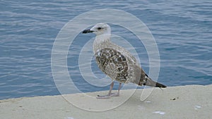 Young Seagull in Slow-Motion, Captured in Its Natural Habitat in Croatia