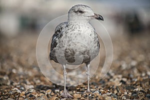 A young seagull standing on the pebbles in Brighton.