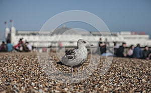 A young seagull standing on the pebbles of the Brighton beach.