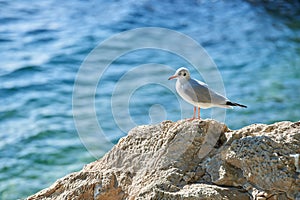Young Seagull standing on a rock