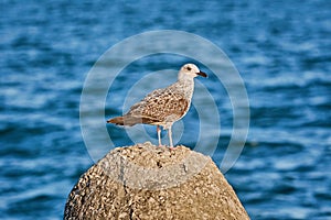 Young Seagull on the Stone