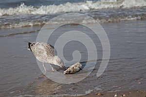 a young seagull struggling with a fish head and eating it