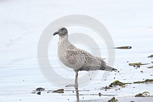 Young seagull walks along the ocean