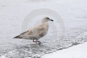 A young seagull walks along  ocean