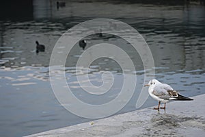 Young Seagull is watching some common coots on the sea