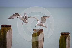 Young seagulls landing on wooden groynes