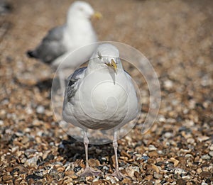 Young seagulls in the sun.