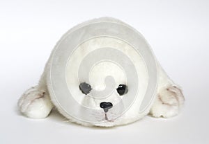 Young seal