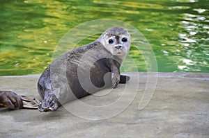 Young seal photo