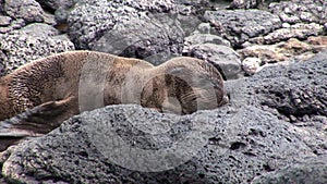 Young seal lion relax on beach of Galapagos Islands.