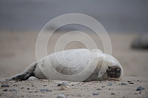 Young seal pup on the beach in winter