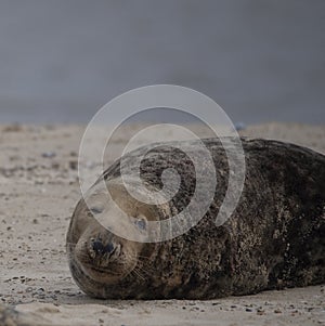 Young seal pup on the beach in winter