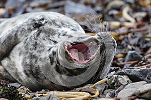 Young seal pup showing teeth on skomer island