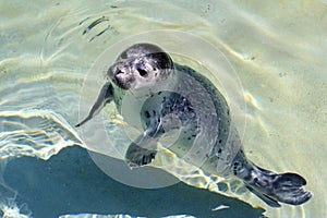 A young seal