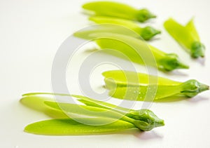 Fragile wing and young seed of White Meranti fall on white floor