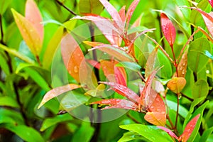 young seed and red leaves of Christina is growning