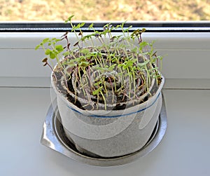 Young seedling of a basil on a window sill in self-made capacity