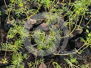 Young seedling of cosmos