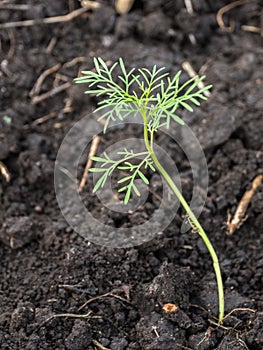 Young seedling of cosmos flower