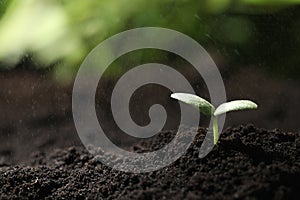 Young seedling in fertile soil under rain. Space for text