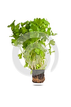 young seedling of fresh green parsley leaves in black flower pot is isolated on white background, close up