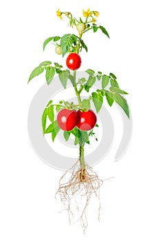 Young seedling of fresh green and red tomatoes fruit and flowers